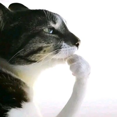 knxpp_'s profile picture. web developer