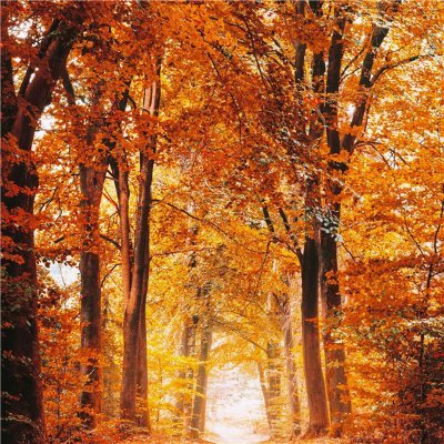 robeson683's profile picture. 