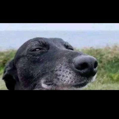 AdrikoRonn38893's profile picture. 