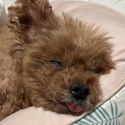 komi3g's profile picture. Occupational Therapist / Paraswimming