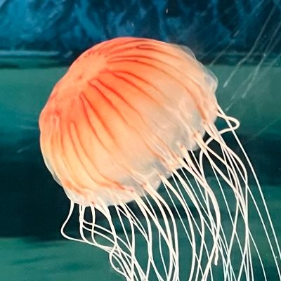20대초 멜돔, 지금은 만남 X, 사정관리, 능욕, 과거 커플섭 조련경험 (유), 섭성향자 부부 혹은 커플들 궁금하면 디엠 ㄱㄱ