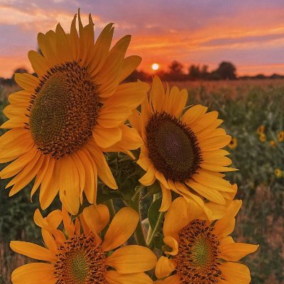 udayasowmi's profile picture. Madurai | கல்வி ஒன்றே அழிவற்ற செல்வமாகும் | ஒரு தலைமுறையில் பெறும் கல்வி அறிவனாது, ஏழேழு தலைமுறைக்கும் பாதுகாப்பாக அமையும் | Dravidian Stock 🖤❤️