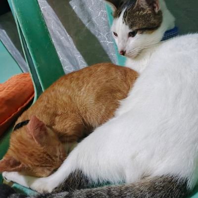 KoKoletTe91's profile picture. When life gets blurry, adjust your focus