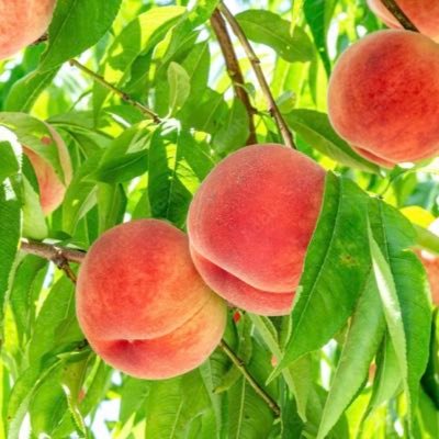 hikarinomomo's profile picture. 悲しいことも苦しいことも死にたかったこともなんのその🍑🍃笑顔の下には涙あり🍑🍃毎日笑って免疫力UP🍑🍃日々穏やかに過ごしませう🍑🍃重曹水摂取し肺炎から生き返った猫飼いにゃ🍑🍃