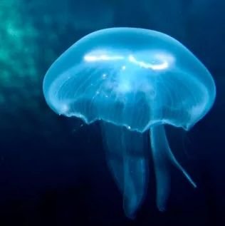 OtherLilBuddy's profile picture. 🪼 Nutty/Buddy 🪼 She/Her 🪼 Private Personal Account