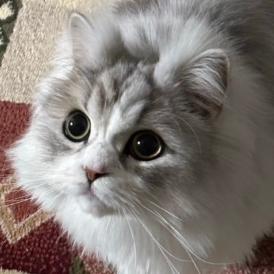 道産子ラテ😸💕【2021.4.2🐱♂🎂】2021.8.22初お迎え🐱👫🏠 💕猫の魅力に取り憑かれた北国のごく普通の家族のアルバムである🥰 宜しくお願いします💕 https://t.co/U8rjgdSg7P