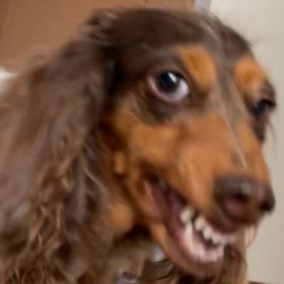 これうちの犬がハチャメチャ喜んでる時の顔さんのプロフィール画像