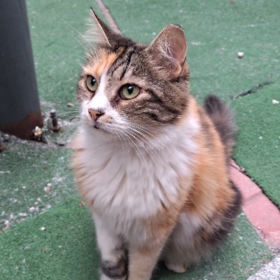 algebra_number's profile picture. 休学
ﾕﾒｶﾅｳｶﾅ?
Propos