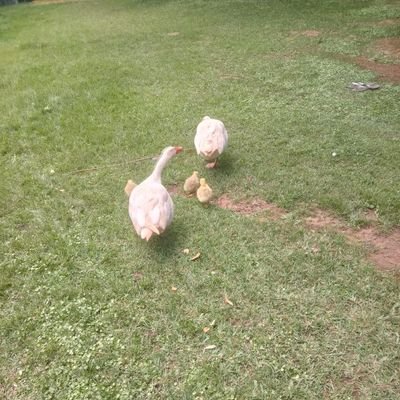 Tavasi_steve's profile picture. Bioinformatics|Research Scientist | Pseudomonas |Doctoral Student |Email:stndombi@gmail.com|Luhy@
Research