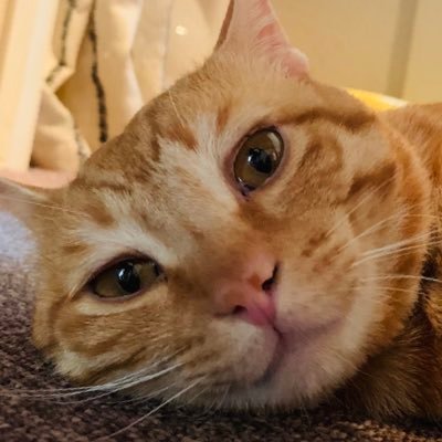 cutchan_'s profile picture. ジェニーちゃんらぶ