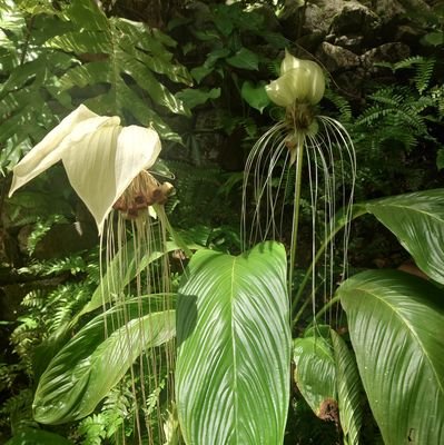 natumekotori's profile picture. 2012-2017🇺🇸NY→Chicago/ 2017〜2023🇯🇵/2023〜🇲🇾
 👧2015生🇬🇧式インター/英検2級（9歳時）
👧2017生🇬🇧式インター/英検2級（8歳時）
DWE/おうち英語/中国語