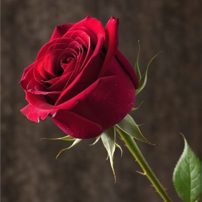 workers91956's profile picture. Pakistan Tehreek-e-Insaf