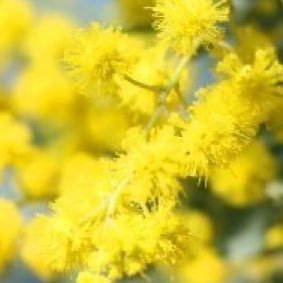 REIKAOFFICIAL1's profile picture. International actress Japanese actress and voice actres narration narrator singer model etc..................................................