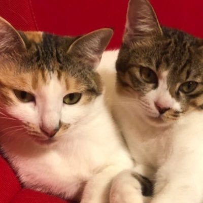 IMMLP27lB1LyOtG's profile picture. MAZZEL🫶🏻 BMSG🫶🏻🍶🍺🍷🥃🐈🐕🫶🏻人生山あり谷もあり…生きてさえいればなんとかなる☺️いつか人生尽きる時はプラマイ0️⃣で😁(無言フォロー失礼します🙇‍♀️日常雑多な事も呟きますので合わないと思った方、非表示等お気に召すままご自由にどうぞ😊👋)