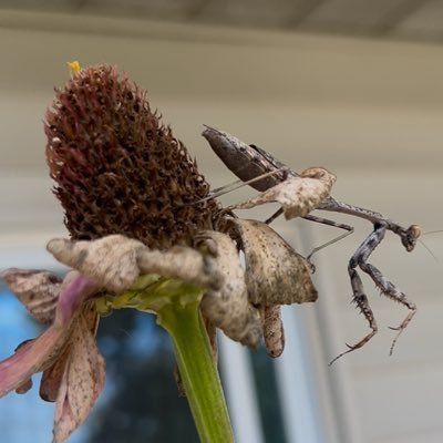 CinoevilMusic's profile picture. 