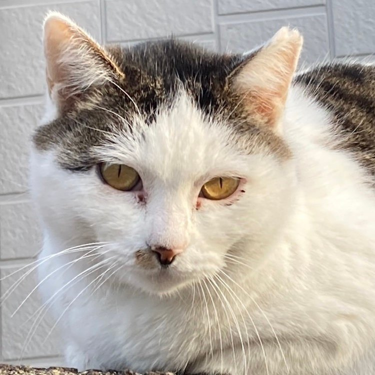 Kunowatarutotor's profile picture. 家庭連合1世です。長くやっています。野球やサッカー⚽️相撲も好き❤️です。 家庭菜園も好き❤️です。