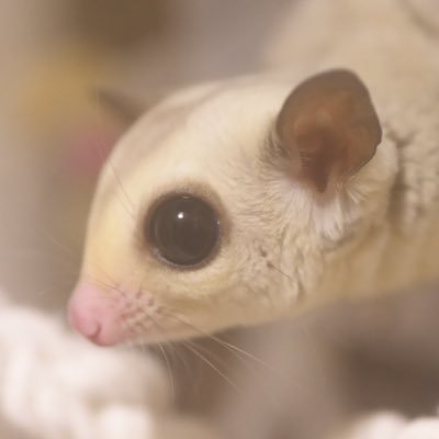 Gumi_Kame's profile picture. 2025年6月30日フクロモモンガ/プラチナ♂をお迎えいたしました。
みんなのポスト見ながら奮闘中。
フクロモモンガ♂Gumi &ヘルマンリクガメ♂かめさん
まったりポストしていきます。 
無言フォローすみませんチキンです。