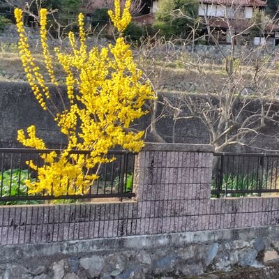v8I3OkywjL53040's profile picture. 自然が大好き🌹お花が好き🌻ハングル勉強中です。中々上達できませんがぼちぼち頑張ります。パソコン、スマホを自由に使いこなしたいでーす。ドライブ🚘️も好きでーす👍