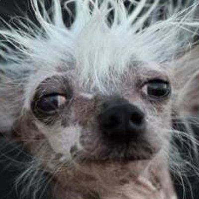 tuki_awkward's profile picture. the most awkward dog