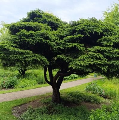 Timojinnn's profile picture. slingin' commons