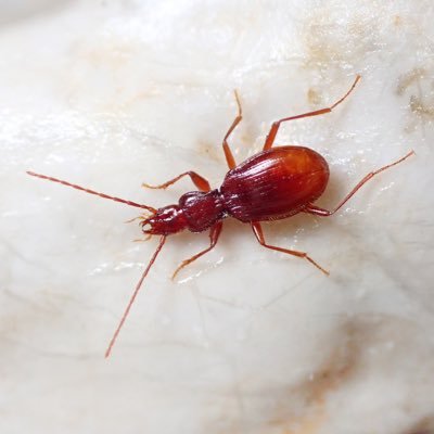 hanaabukt10's profile picture. B2 高知昆虫研究会/日本双翅目談話会 双翅/直翅/地下性生物/脈翅/鳥2年目初心者LL195 カメラはP900とTG7 ツイートは個人の意見です