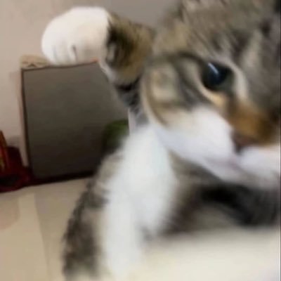 bratzylyme_z's profile picture. vivendo