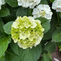 ろっぷ_🐶😺🐻 (@loooplop79573) 's Twitter Profile Photo