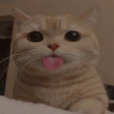 squezee_g's profile picture. 