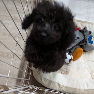 iesam122015's profile picture. 育児アカのつもりだったけど、もう本垢
小学4年生女児の母
 お菓子は甘いのとしょっぱいの両方欲しい派です