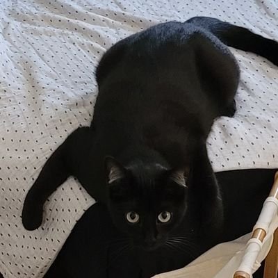 DesUnderscores's profile picture. 🇩🇪🧔🏻💒👸🏾🇧🇷 Lutheraner,  Softwareentwickler, Informatiker, 🐈‍⬛, reaktionärer Dulli,🚴‍♂️💨 Prädikant, ⚜️ #Ehrenamt, zwischen Rennsteig und Rhön