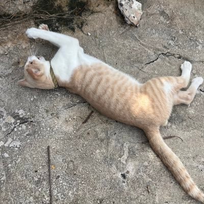 Tanjai314663's profile picture. 