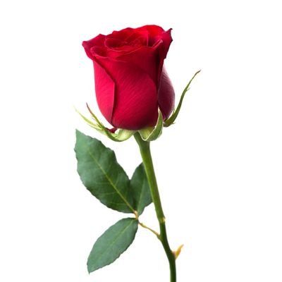 lkldy254601's profile picture. 