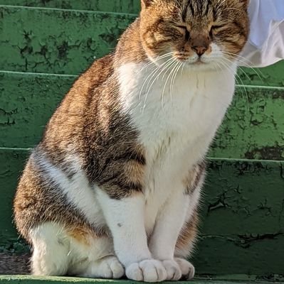 u_m_kilala's profile picture. 雑多アカ　ねこ多め　音にゆれる　諦念が自分を楽にする　名前は長崎の水族館と動植物園から