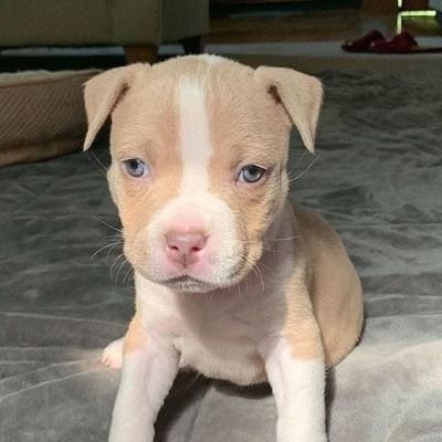 reallukadogs's profile picture. I'm into dog business 
Make your home happy and have fun with dog 
I love dogs