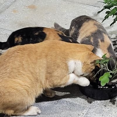 dory8301's profile picture. 🎤🎸地球脱出企画実行中