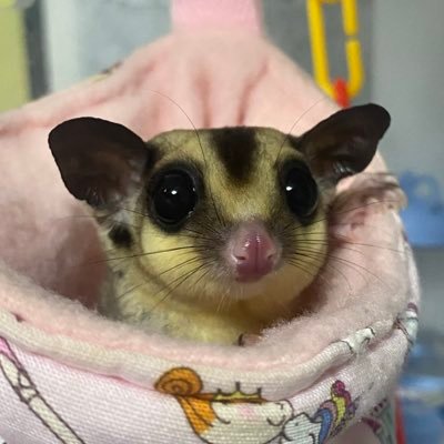 krmt_1011's profile picture. ももんがです