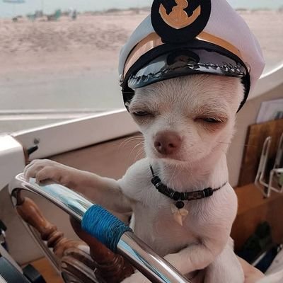 iamboated's profile picture. shadowbanned