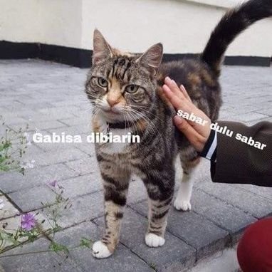 puliciutfess's profile picture. Pengaduan / PP @utfess