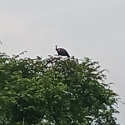 BhaveshKhasiya7's profile picture. Poor people's life and land is a battlefield for the powerful