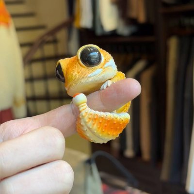 ncxar95873893's profile picture. 台湾出身の爬虫類＆守宮好きです🦎✨
ここで同じようにレオパや爬虫類を愛する仲間に出会えたら嬉しいです💚

#レオパ #ヒョウモントカゲモドキ #爬虫類 #爬虫類好き #爬虫類飼育 #レプタイル #レプタイルズ #爬虫類のいる生活 #爬虫類飼育者 #ペット爬虫類 #生き物好き #レオパ飼育 #レオパのいる暮らし