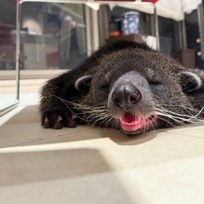 schan_1115's profile picture. 生き物垢!!爬虫類、小動物夢中😌🤍ヘビ¦モニター¦フェレット¦リクガメ¦チンチラ¦アフリカヤマネお迎え🕊 サモエドカフェ勤務してます🐶🤍(時々投稿します✨)