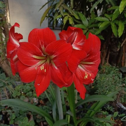 DesireuxChange's profile picture. I'm not a good apple, I'm an apricot. 🍑
My retweets are not necessarily endorsements 🇰🇪
254 talent seeker. ✌🏾 #VibesCentral #SpaceyaMagari