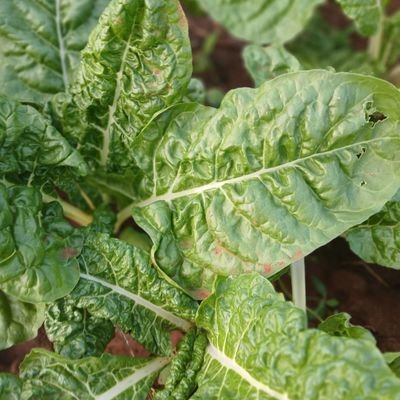 chris2541013684's profile picture. 