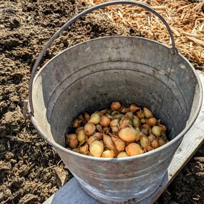 rutterfarms007's profile picture. An account created just to spread the joy of my backyard gardens/animals. It's all a work in progress 🌱🌼🌱 ✝️