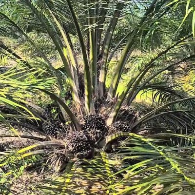 edoirawanarh13's profile picture. 