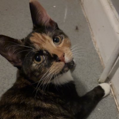 kiwisprivv's profile picture. main: @stargazinbuddie