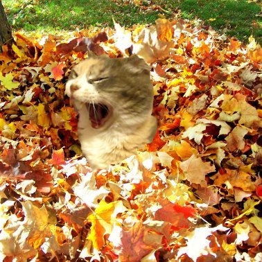 I'm a smart Polydactyl girl and catnip dealer. ア乇ム尺レ #nipclub new kittens are Butterscotch, Ember and Astro. Plus a Chihuahua, Cosmo