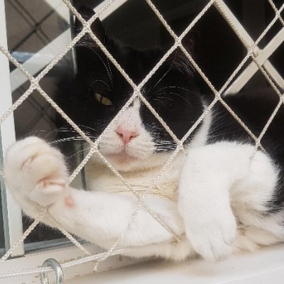 brujopayaso's profile picture. autismo, aborto e depravação moral, discos voadores e extraterrestes. ocasionalmente ratos. (ela/dela, she/her) ︶꒦꒷♡꒷꒦︶