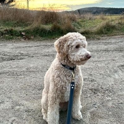 SmithThoma81985's profile picture. CEO SPACEX TESLA