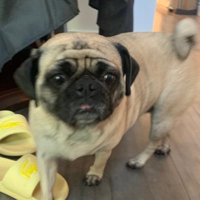 Paammeelaas's profile picture. 